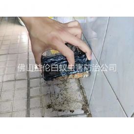 河口诱杀白蚁危害工程